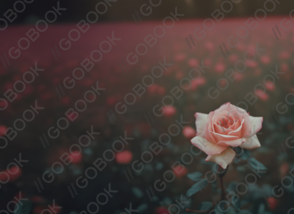 Full Cover Thumbnail