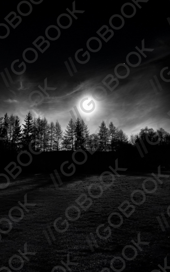 Mysterious Night Forest