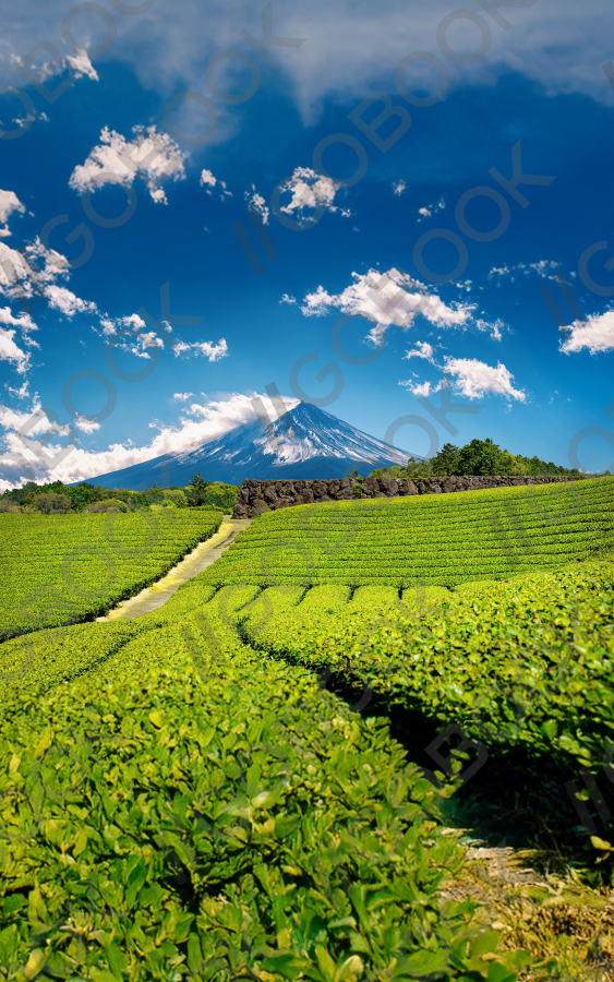 Serene Tea Plantation