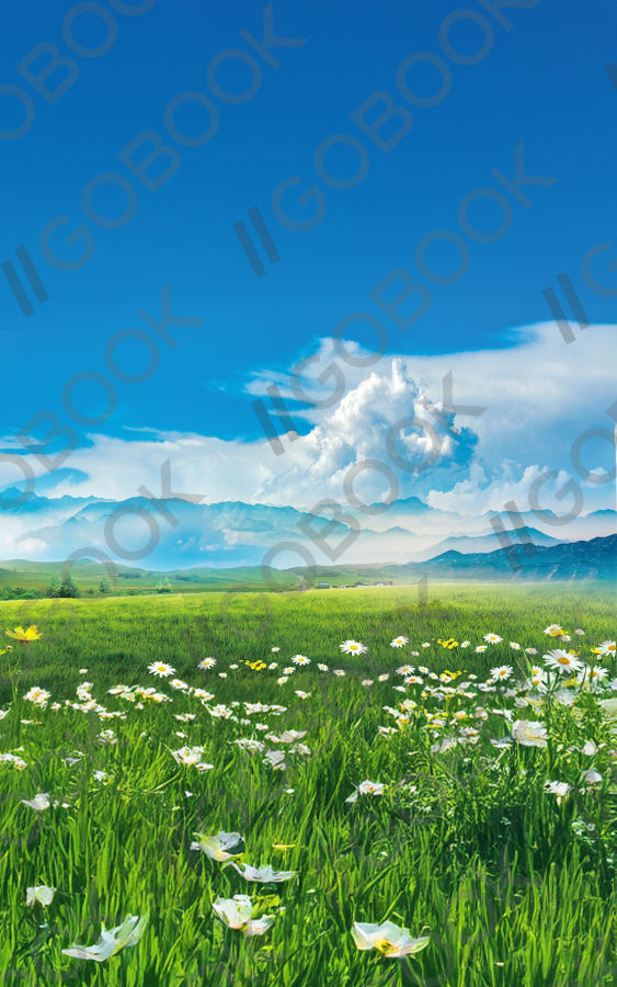 Sunlit Meadow Flowers