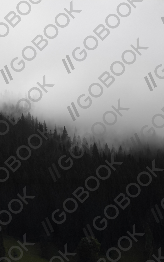Misty Pine Shadows