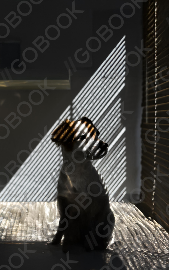 Striped Shadow Portrait